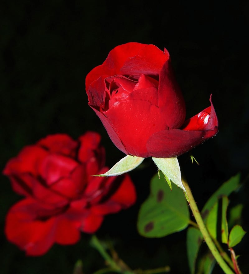 Spectral Petals