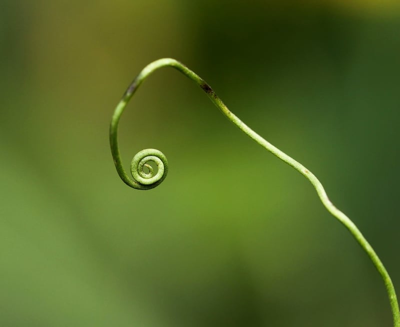 Phoenix Vine