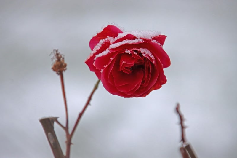 Spectral Petals
