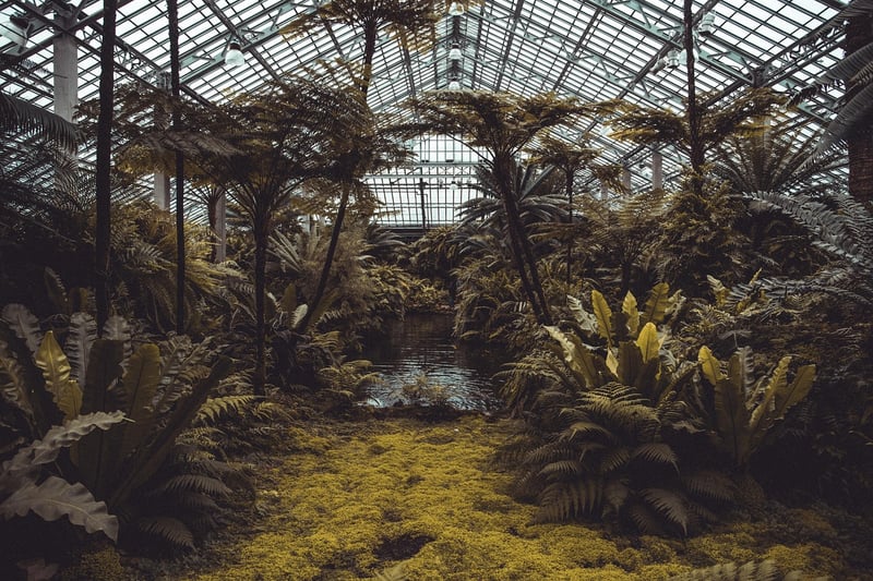 Ghost Orchid